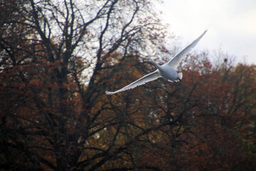 A view of a Mute Swan in London
