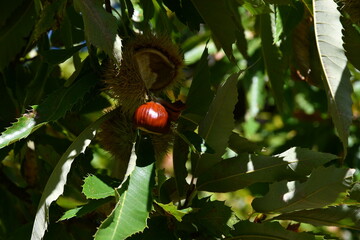 Chestnuts in their husks hanging from chestnut tree branches are about to fall just before harvest in autumn. Chestnut forest in the Tuscan mountains. Italy.