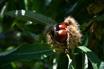 Chestnuts in their husks hanging from chestnut tree branches are about to fall just before harvest in autumn. Chestnut forest in the Tuscan mountains. Italy.