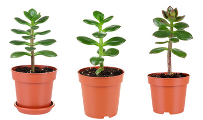 Obraz premium Three Potted Succulent Plants with Green Leaves and Brown Pots on a Transparent Background