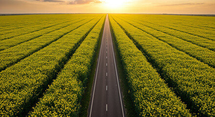 Fototapeta premium Spring Rapeseed Bloom with Rural Road Aerial Photography