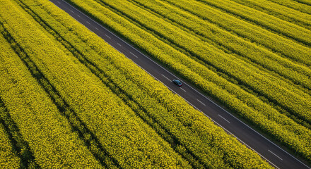 Obraz premium Spring Rapeseed Bloom with Rural Road Aerial Photography