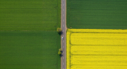 Obraz premium Spring Rapeseed Bloom with Rural Road Aerial Photography