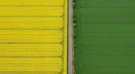 Obraz premium Spring Rapeseed Bloom with Rural Road Aerial Photography