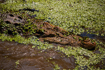 Portrait of a Saltwater Crocodile   (Crocodylus porosus)