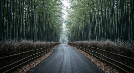 Aerial View of Misty Road Through Dense Bamboo Forest