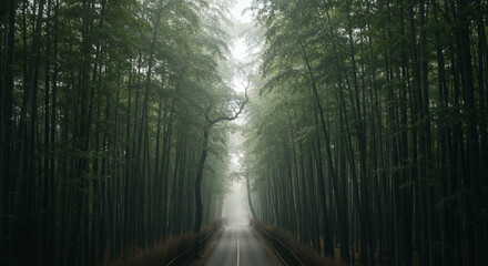Aerial View of Misty Road Through Dense Bamboo Forest
