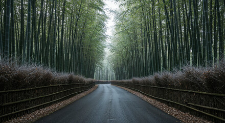 Aerial View of Misty Road Through Dense Bamboo Forest
