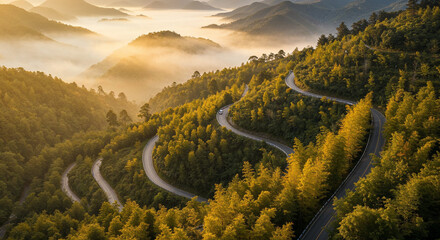 Aerial View of Misty Road Through Dense Bamboo Forest