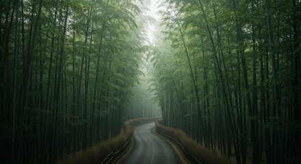 Aerial View of Misty Road Through Dense Bamboo Forest