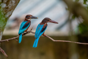  white-throated kingfisher is a striking bird with a vivid blue back, chestnut head and belly, a...
