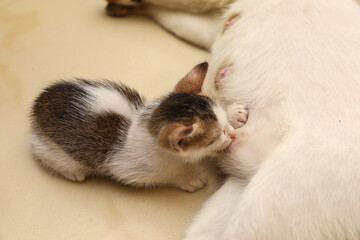 Newborn kittens drink their mother's milk	
