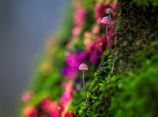 Small fairytale mushrooms grow on a tree among green moss and glow with a mystical pink light