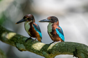  white-throated kingfisher is a striking bird with a vivid blue back, chestnut head and belly, a white throat/chest patch, and a large red bill.