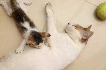 Newborn kittens drink their mother's milk	
