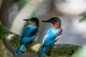  white-throated kingfisher is a striking bird with a vivid blue back, chestnut head and belly, a white throat/chest patch, and a large red bill.