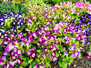 Torenia flowers have a unique trumpet-like shape with gradations of purple, white, and yellow on their petals.