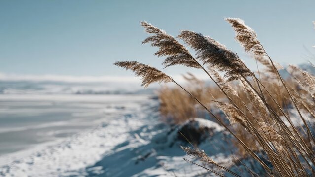 Winter scene with tall dry reeds along a snow-covered shore and a frozen lake under a clear blue sky. Concept Winter landscape, Tall dry reeds, Snow-covered shore, Frozen lake, Clear blue sky