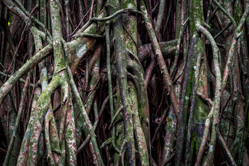 Close-up of tangled tree roots and vines in rainforest environment, ideal for educational materials, travel blogs, or environmental campaigns.