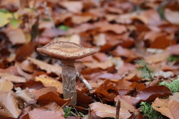 Honey fungus in Autumn