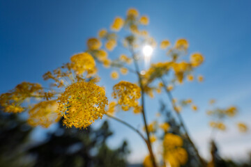 Golden Wild Fennel Flowers Backlit by Sun in Clear Blue Sky, Tenerife, Canary Islands