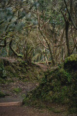 Mystical Moss-Covered Tree Tunnel Path in Anaga Laurel Forest, Tenerife, Canary Islands