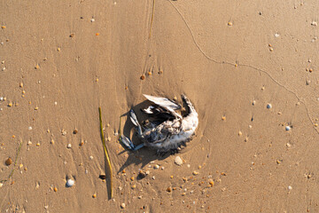 Dead bird on sandy sea beach