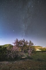 Milky Way Galaxy Over Blooming Almond Tree in Spring Night, Tenerife, Canary Islands