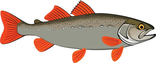 Lake Trout with Silver Body and Orange Fins