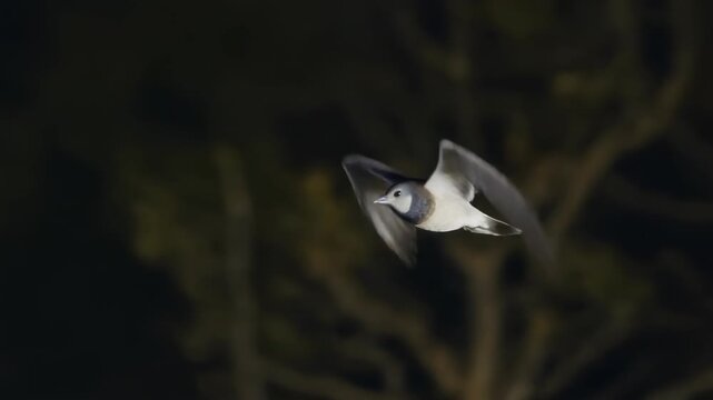 Elegant tern in flight against dark background graceful wings spread in motion serene wildlife nature scene
