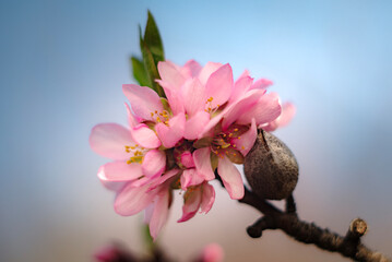Close Up Of Almond Tree Blossoms