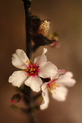 Close Up Of Almond Tree Blossoms