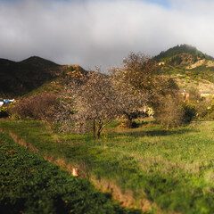 Panoramic Misty Valley with Blooming Almond Tree in Rural Tenerife, Canary Islands