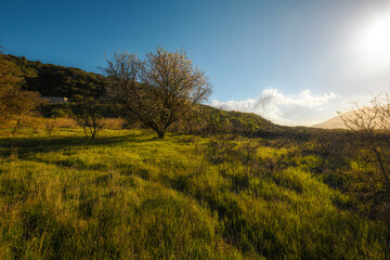 Lone Tree and Winding Path in Lush Green Meadow, Tenerife, Canary Islands