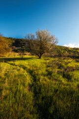 Lone Tree and Winding Path in Lush Green Meadow, Tenerife, Canary Islands
