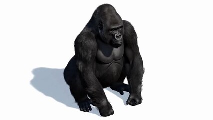 A photorealistic isometric 3D render of a large adult gorilla sitting calmly on a clean white seamless background. The gorilla’s muscular build, detailed fur texture, and expressive face. - Powered by Adobe