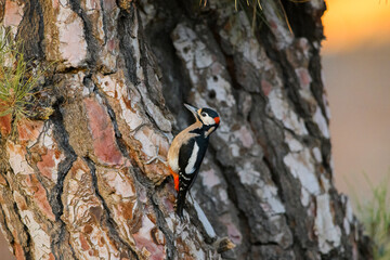 Great Spotted Woodpecker on Ancient Tree Trunk at Golden Hour, Tenerife, Canary Islands