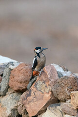 Great Spotted Woodpecker at Golden Hour, Tenerife, Canary Islands