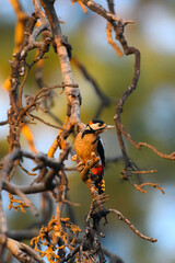 Great Spotted Woodpecker on Ancient Tree Trunk at Golden Hour, Tenerife, Canary Islands