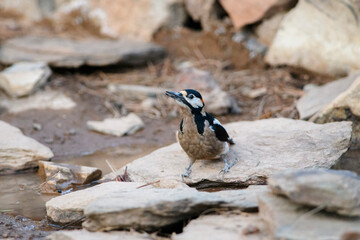 Great Spotted Woodpecker at Golden Hour, Tenerife, Canary Islands