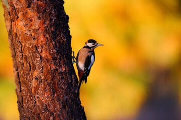 Great Spotted Woodpecker on Ancient Tree Trunk at Golden Hour, Tenerife, Canary Islands