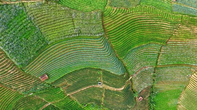 green leaf background