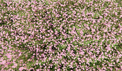 Pink Daisy Flower Grass 3D, Daisy Flower and Grass 3D, Daisy Flower 3D, Grass Texture, Simple 3D, Simple 3D Background
