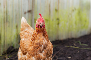 Close-up of a brown chicken looking directly at the camera in a rustic farmyard. The background shows a weathered fence with moss and soil, creating a natural countryside atmosphere.