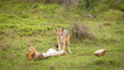 Black-backed jackal (Canis mesomelas) gnawing bones , Addo Elephant National Park, South Africa.