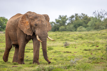 A female Elephant ( Loxodonta Africana), Addo Elephant National Park, South Africa.