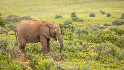 An elephant calf ( Loxodonta Africana), Addo Elephant National Park, South Africa.