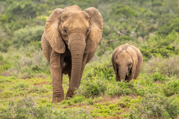 An elephant with calf ( Loxodonta Africana), Addo Elephant National Park, South Africa.