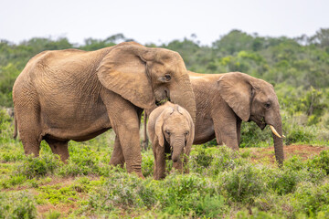 A herd of Elephant ( Loxodonta Africana), Addo Elephant National Park, South Africa.