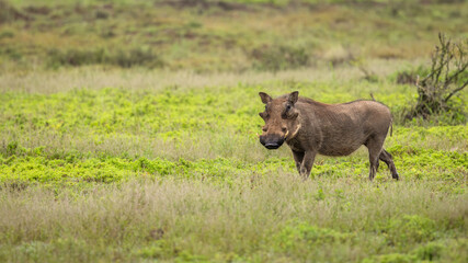 A warthog (Phacochoerus africanus), Addo Elephant National Park, South Africa.